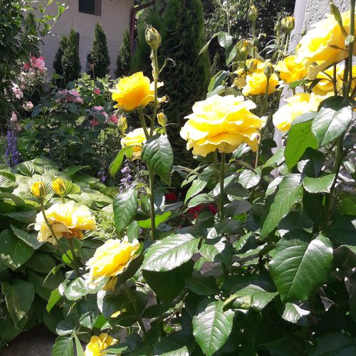 Ciemnożółty  - Róże pienne - z kwiatami hybrydowo herbacianymi - korona równomiernie ukształtowana